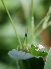 Close-up of insect on plant