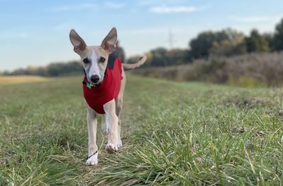 Portrait of dog running on field