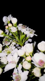 Close-up of white flowers
