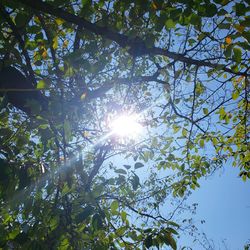 Low angle view of sunlight streaming through tree