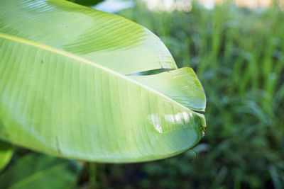 Close-up of green leaves