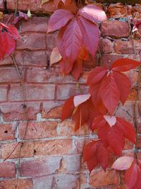 Close-up of red maple leaves on brick wall