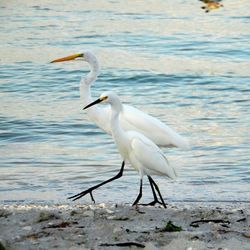 Bird flying over water