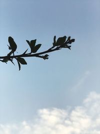 Low angle view of bird on branch against blue sky