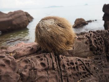 Rear view of woman on rock at beach