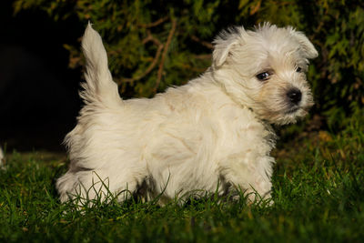 Portrait of dog on grassy field