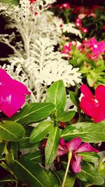 Close-up of pink flowers