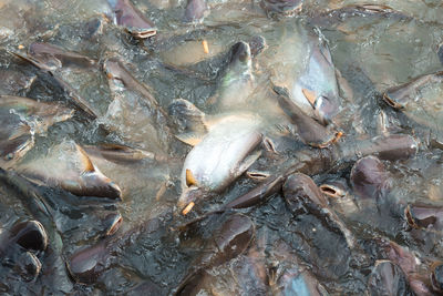 High angle view of fish in sea