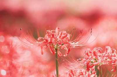 Close-up of pink flowers