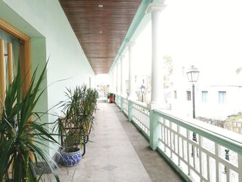 Potted plants in building