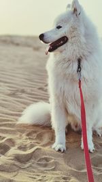 Portrait of dogs on beach