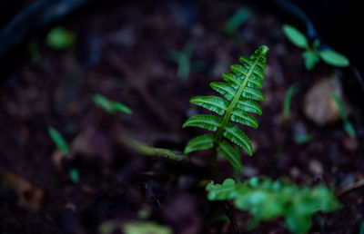Close-up of fresh green leaves