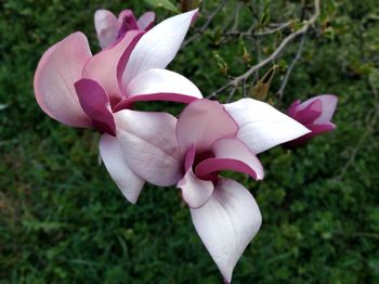 Close-up of pink flower on field