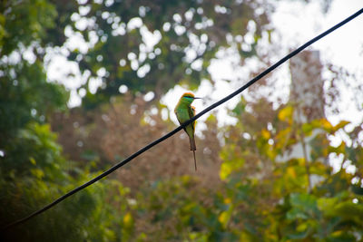 Low angle view of bird perching on tree