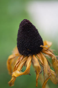 Close-up of wilted plant