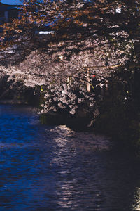 Scenic view of river amidst trees