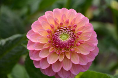 Close-up of pink flowers