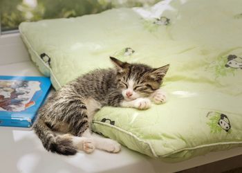 Close-up of a cat resting on bed