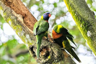 Close-up of parrots perching on branch