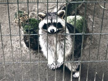 Portrait of cat standing by wall