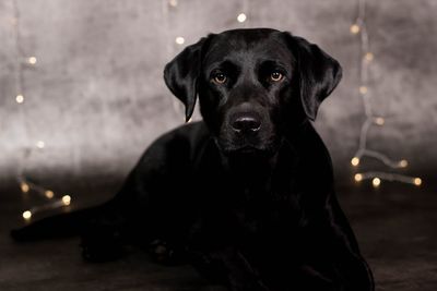 Close-up portrait of black dog