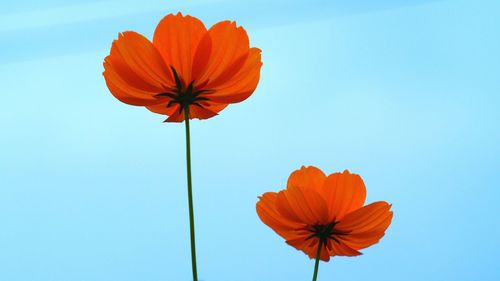 Low angle view of red flowers