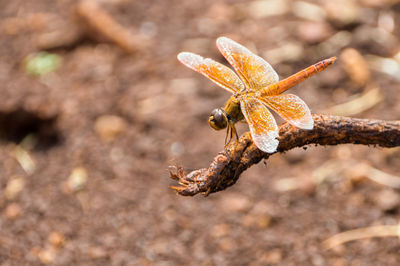 Close-up of dried plant