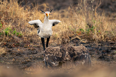 Close-up of bird on field