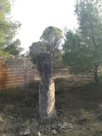 Trees on field in forest against sky