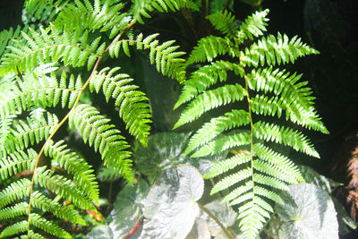 Close-up of green leaves