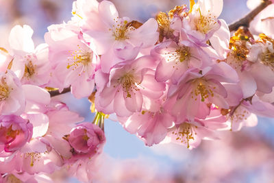 Close-up of pink cherry blossoms