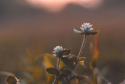 Close-up of flowering plant in field