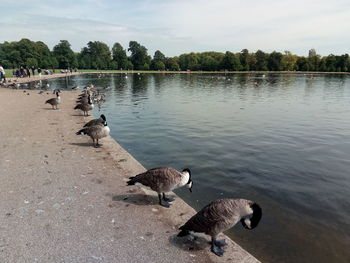 Swans swimming in lake against sky