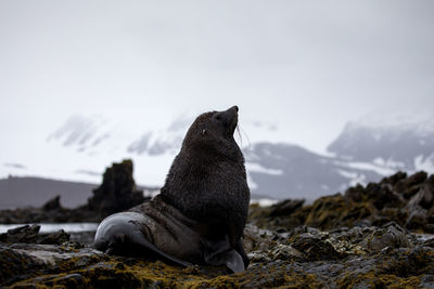 Seal relaxing on rock against sky