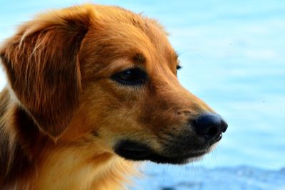 Close-up of dog looking away