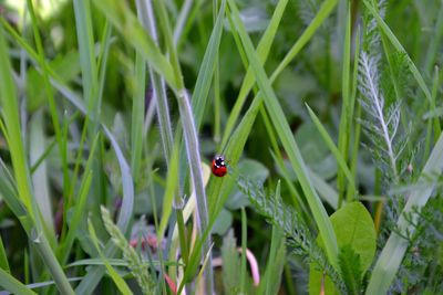 Close-up of ladybug on plant