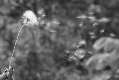 Close-up of dandelion