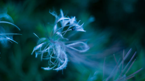 Close-up of blue flowering plant