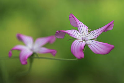 Close-up of pink flowering plant