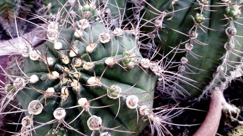 Close-up of prickly pear cactus