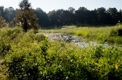 Stream flowing through grassy field