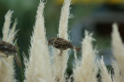 Close-up of sparrows perching on plants