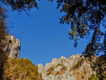 Low angle view of trees against clear blue sky