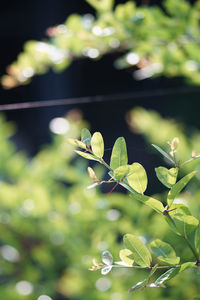 Close-up of flowering plant leaves