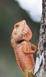 Close-up of lizard on tree trunk