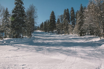 Trees on snow covered field against sky