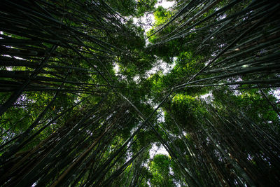 Low angle view of bamboo trees in forest