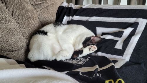 High angle view of cat resting on sofa at home