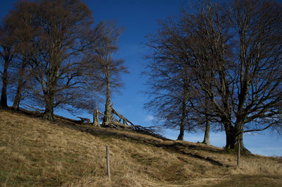 Low angle view of trees on field against sky