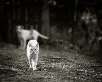 Cat walking on field